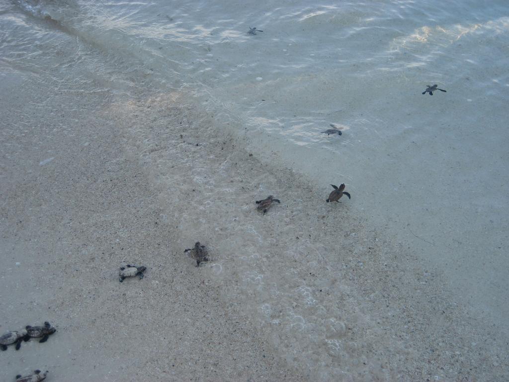 ホテルEscape Karimunjawa スマラン エクステリア 写真